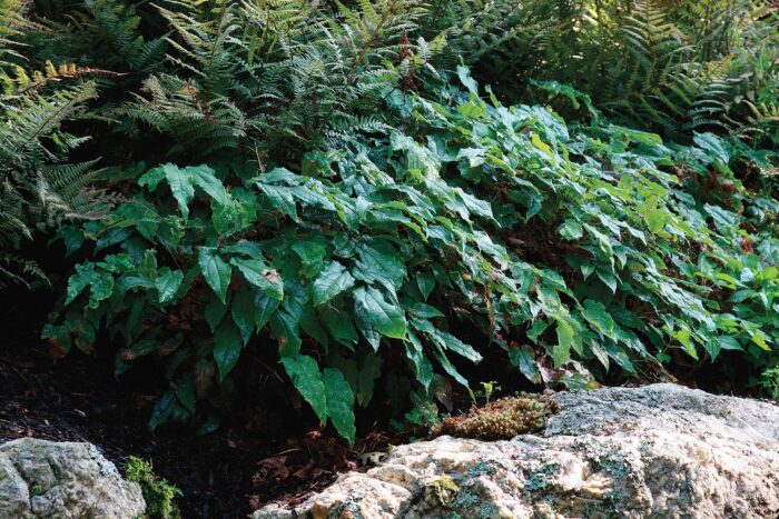 ground covers