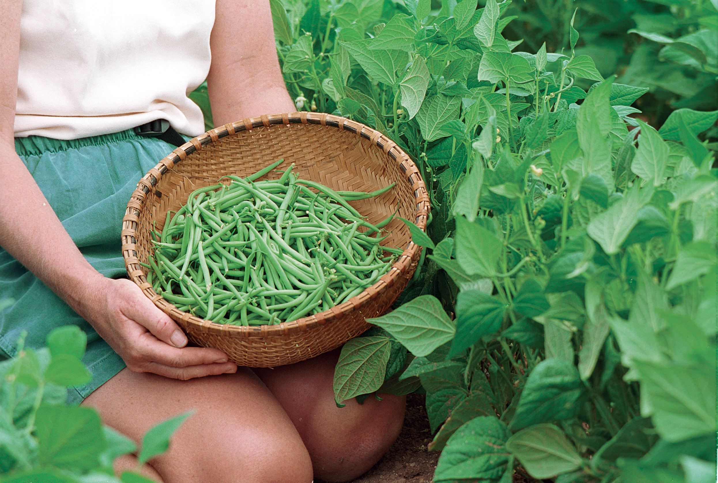 Bush Beans