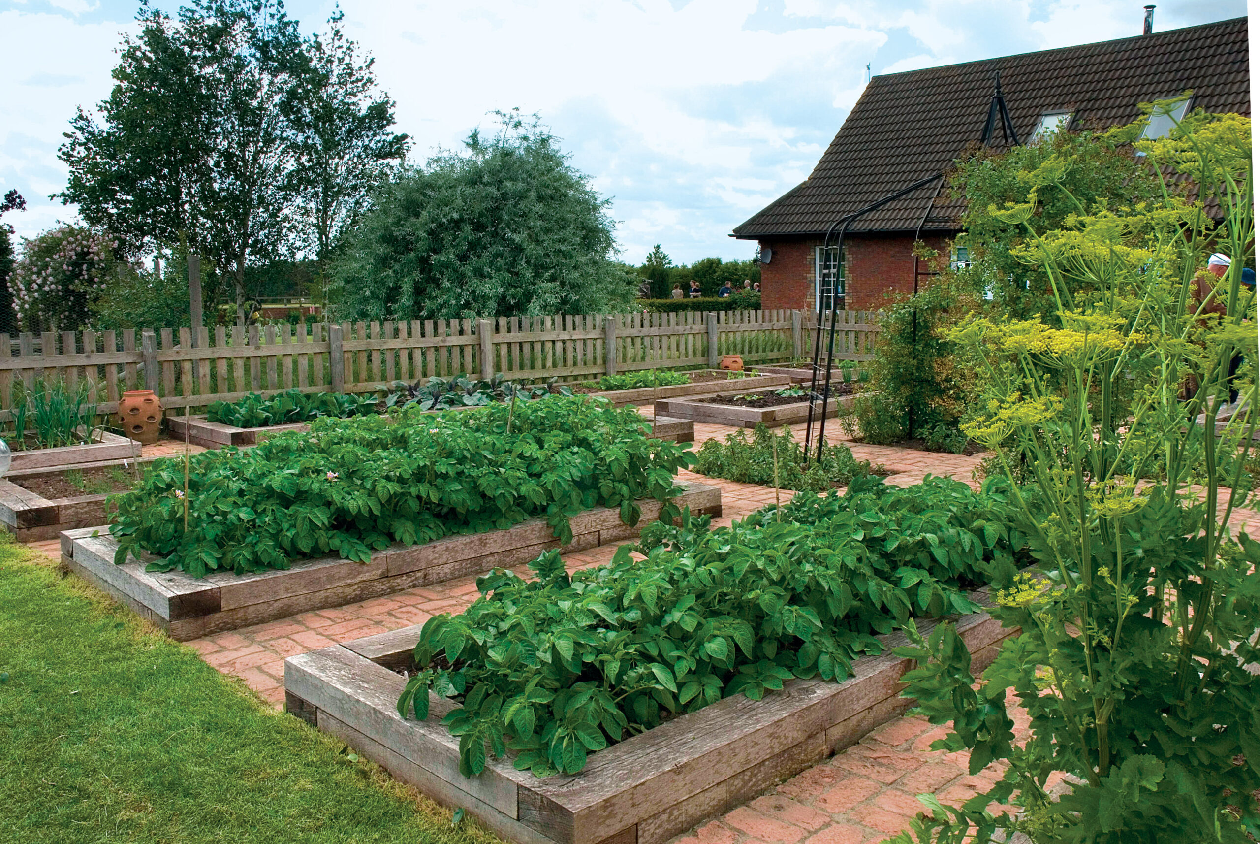 Vegetable garden with brick paths around wooden raised beds with potatoes and Foeniculum vulgare