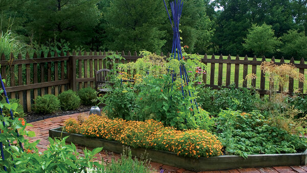 Image of Raised bed with green picket fence