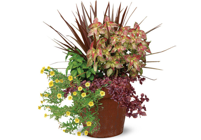 container planting with red foliage and yellow flowers