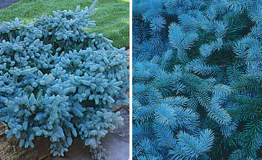 Picea pungens 'Glauca Pendula'