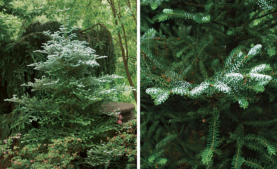 Abies koreana 'Silberlocke'