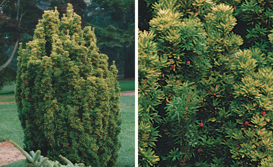 Taxus baccata 'Standishii'