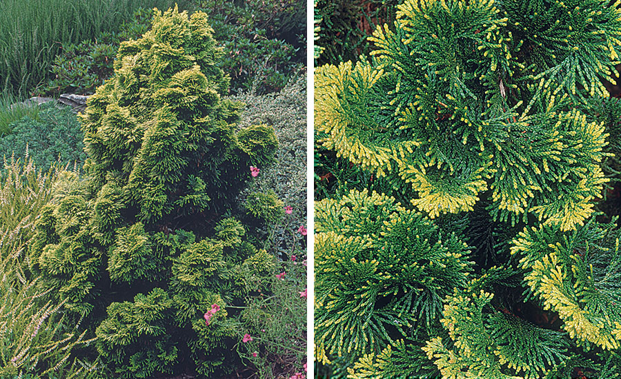 Chamaecyparis obtusa 'Nana Aurea'