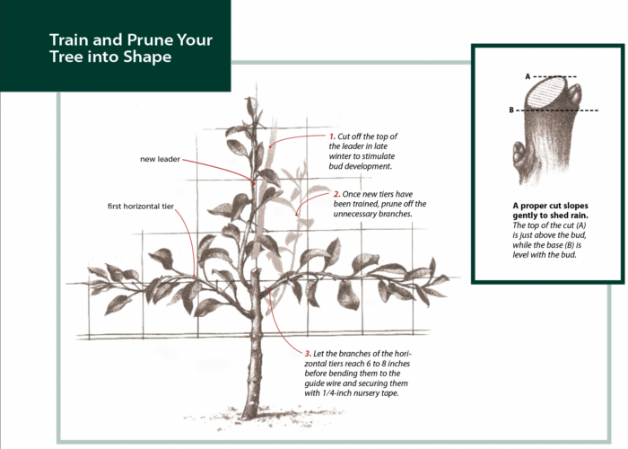 train and prune your tree into shape