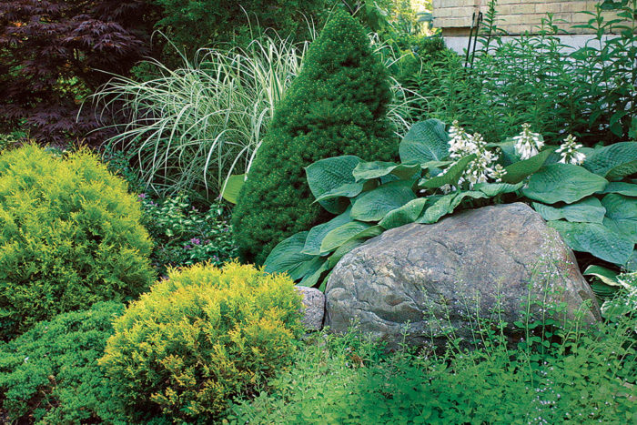 Image of Daylily companion plant for blue spruce
