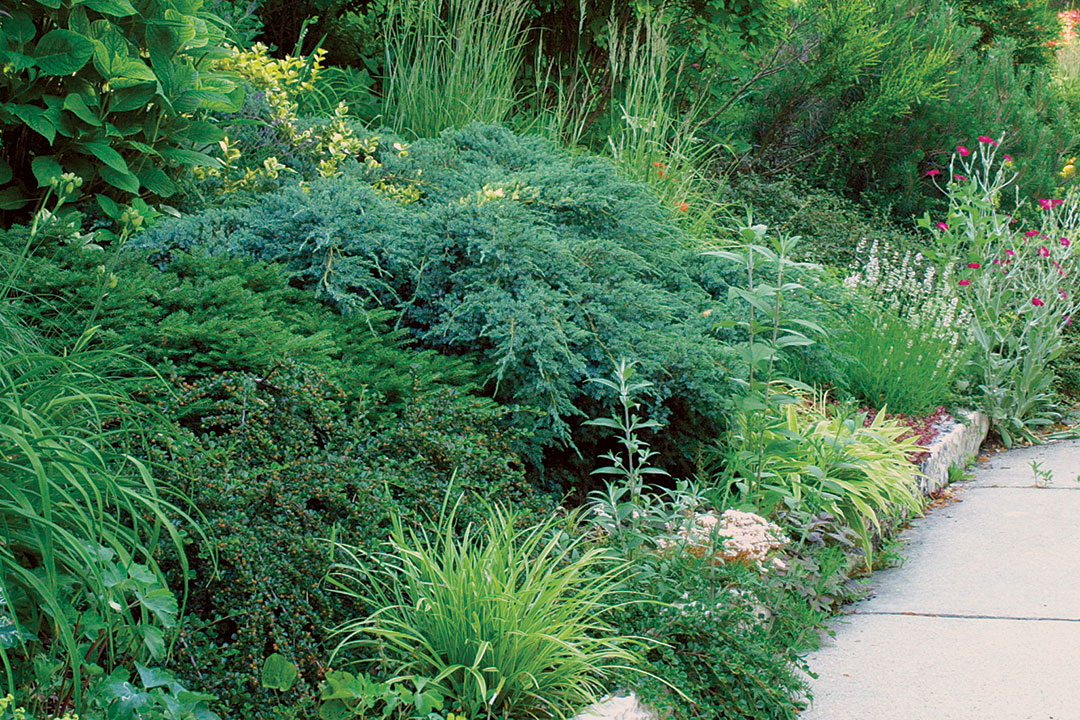 creeping blue juniper