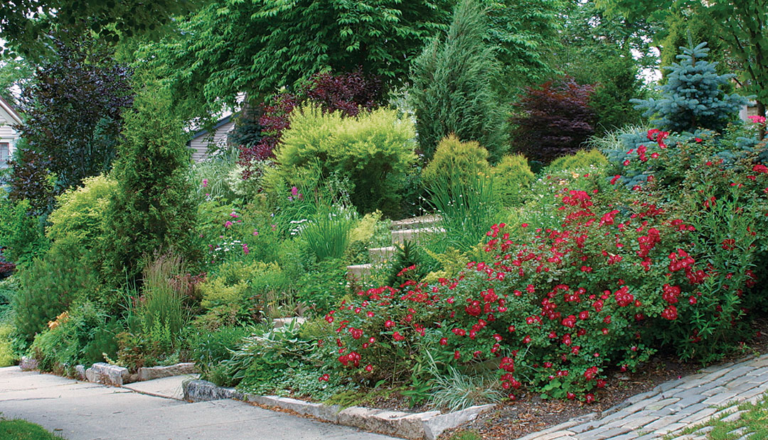 arborvitae