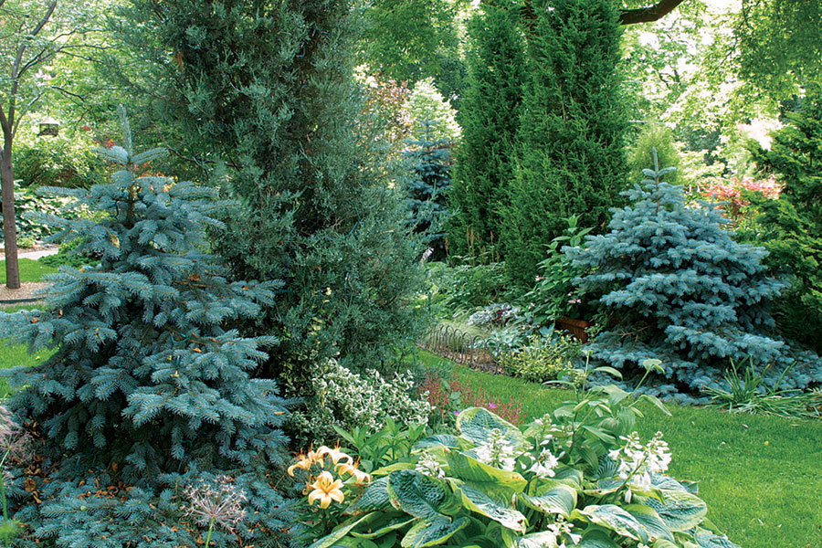 Image of Blue spruce and white pine companion plants