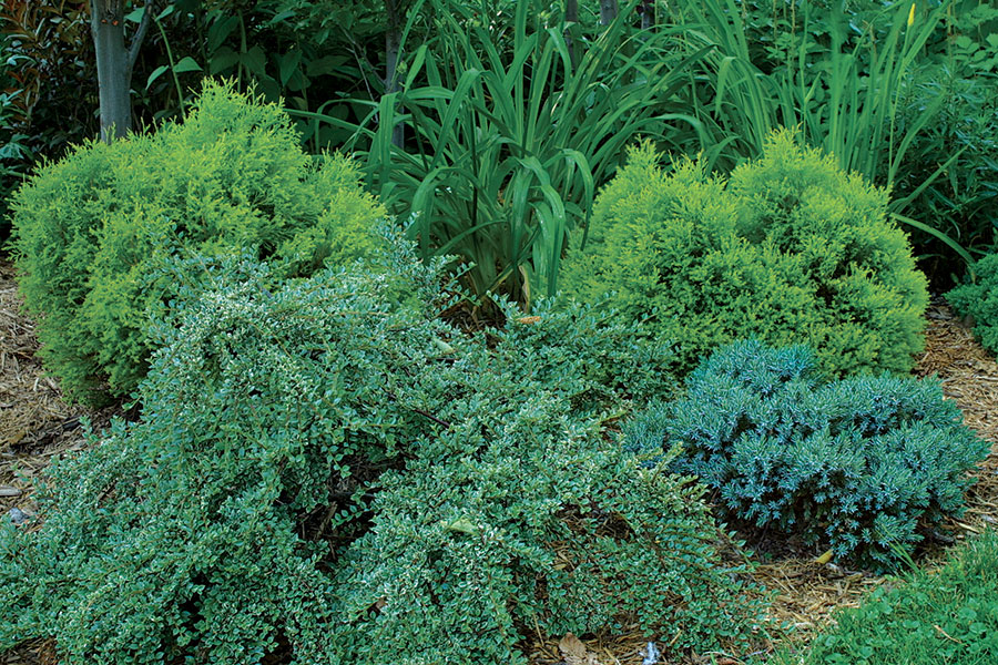 dwarf golden Eastern arborvitae