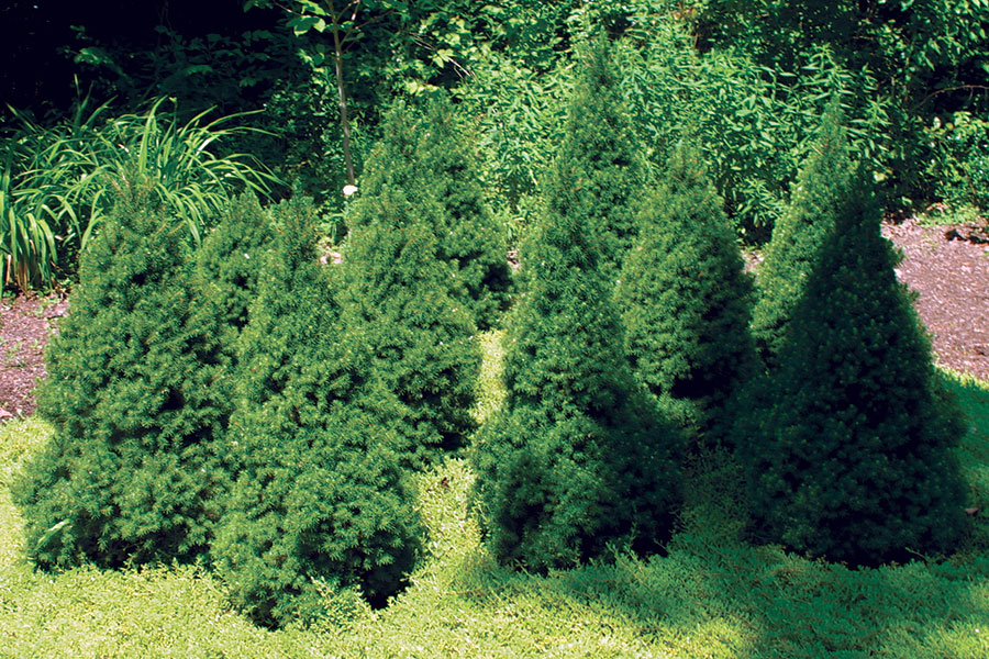 dwarf Alberta spruces