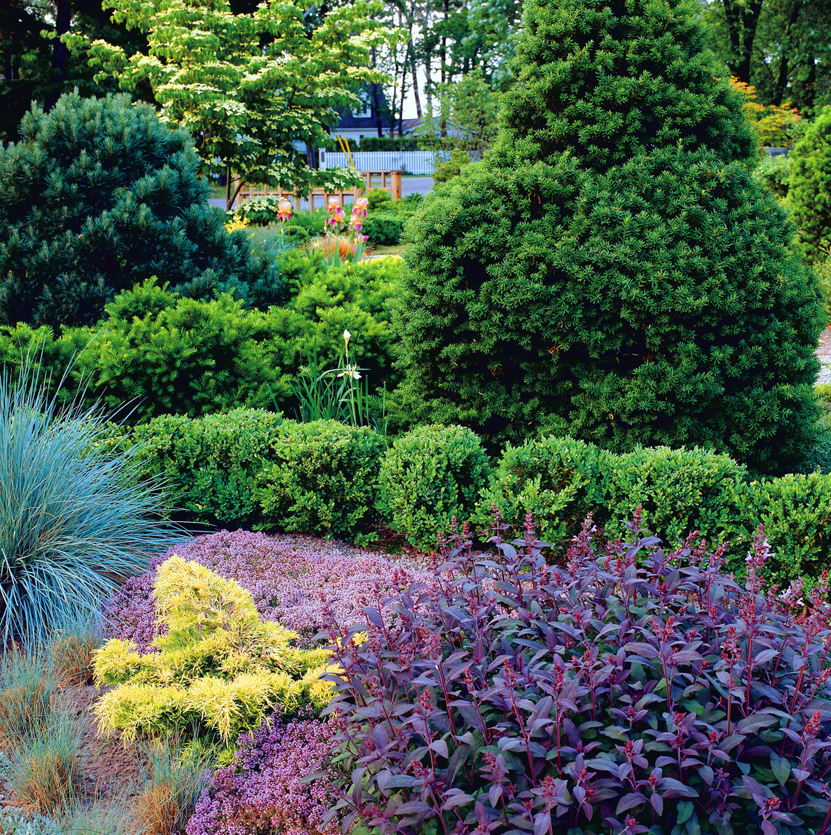 a colorful array of evergreens and shrubs