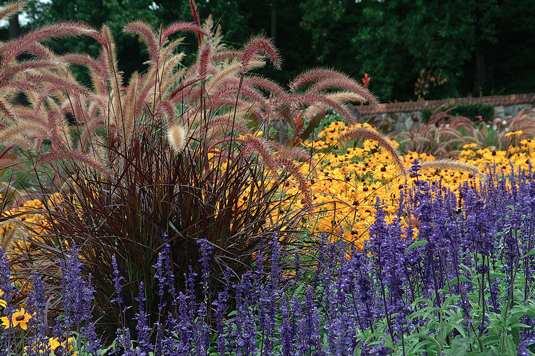 Pennisetum setaceum ‘Rubrum’ perennial border