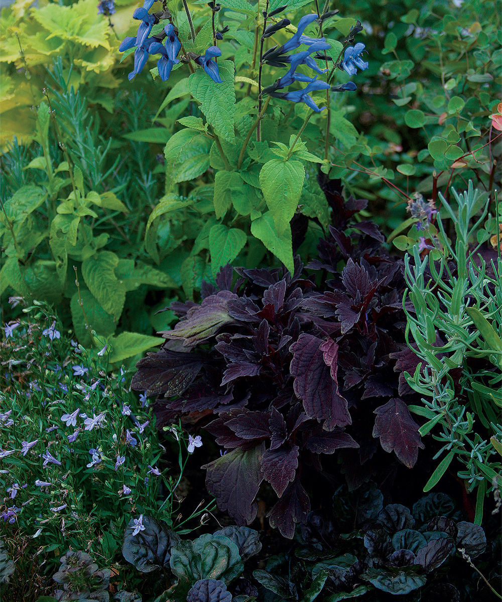 How to incorporate black features into your outdoor garden