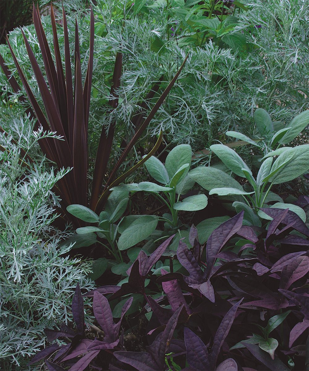 Dark plants shop