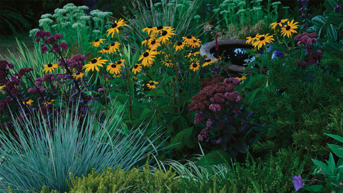 black plants in a garden