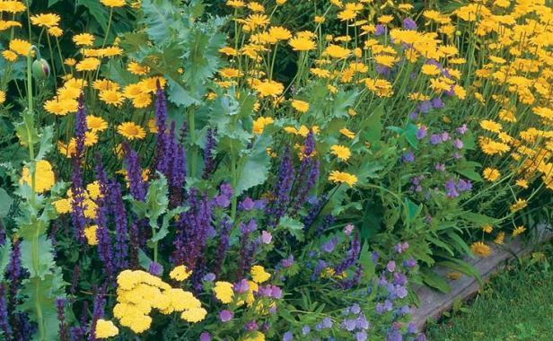 Golden marguerites flower