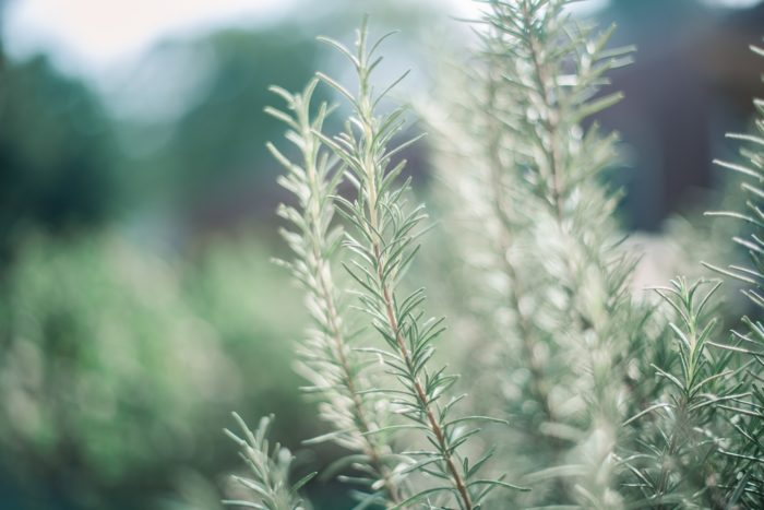 Growing Guide for Rosemary: Plant Care Tips, Varieties, and More