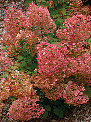 Baby Lace Panicle Hydrangea Hydrangea paniculata 'Piihp-1' BABY LACE®