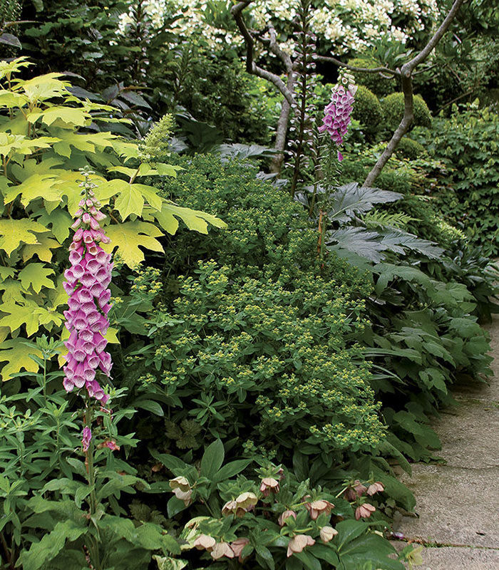 bear's breeches and 'Little Honey' oakleaf hydrangea