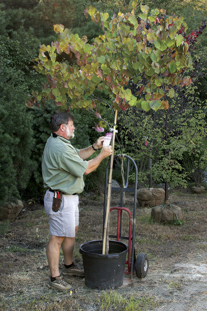 Man standing next to a potted tree on a hand truck, examining the label