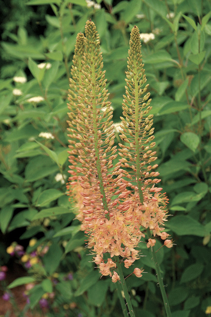 ‘Cleopatra’ foxtail lily, a sturdy plant with big blooms