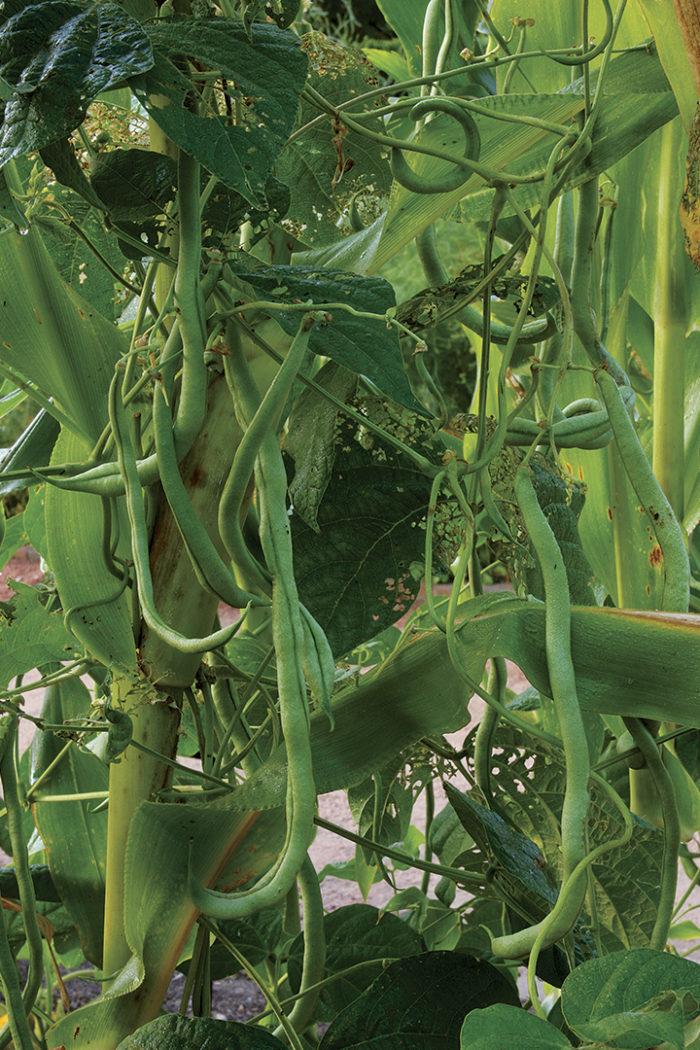 field green bean plants