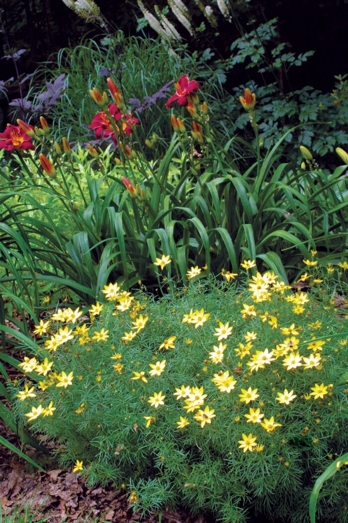 plants for a sunny border