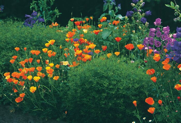 California poppies