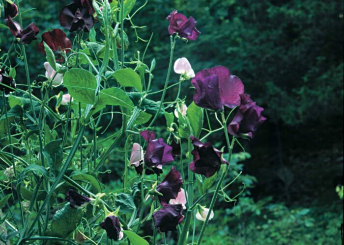 sweet peas cool-season annuals