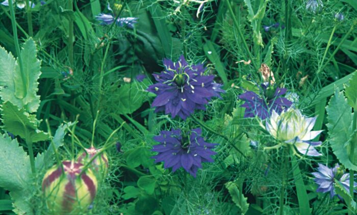 love-in-a-mist and forget-me-nots