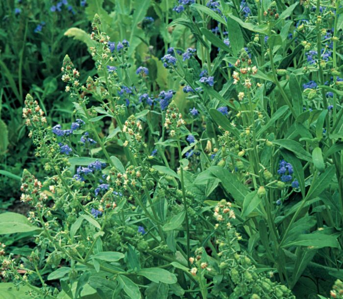 mignonette with Chinese forget-me-nots