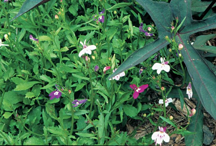 Cerinthe major ‘Purpurascens’ has glaucous blue foliage