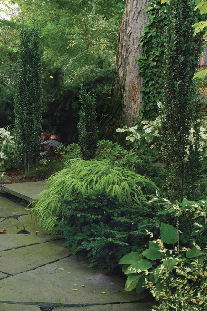 Image of Pine bush in partial shade