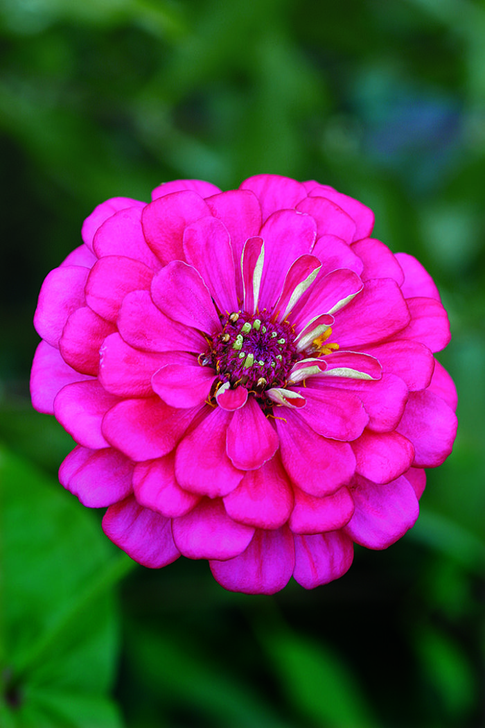 Zinnias