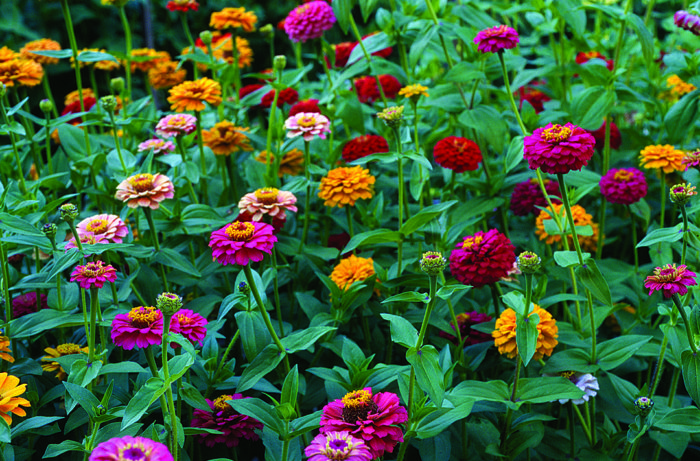 Zinnia Sun Shades