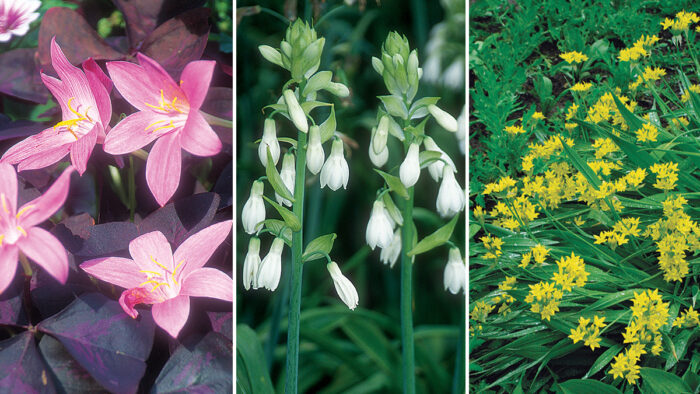 bulbs for summer and fall