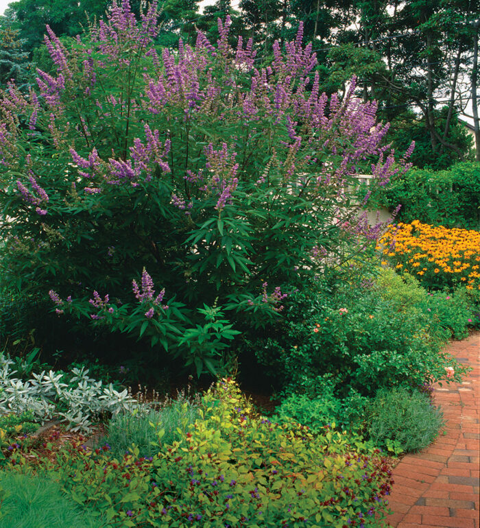 Shrubs for Summer Color