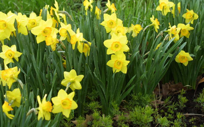 Daffodil Types: A Guide to Different Varieties of Daffodils