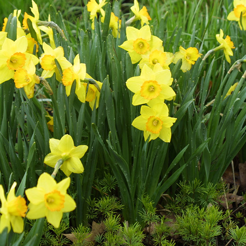 yellow narcissus flower