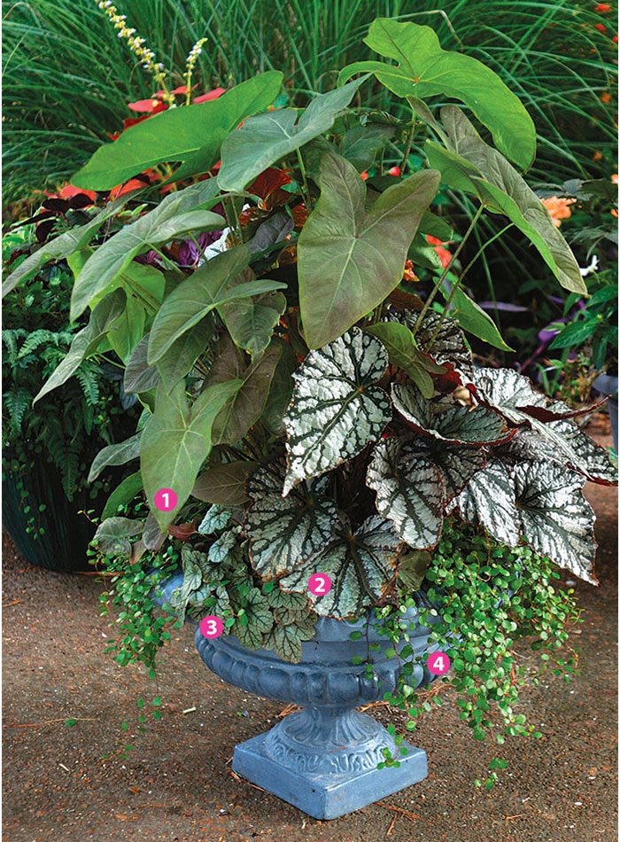 Pick the Perfect Pot - FineGardening