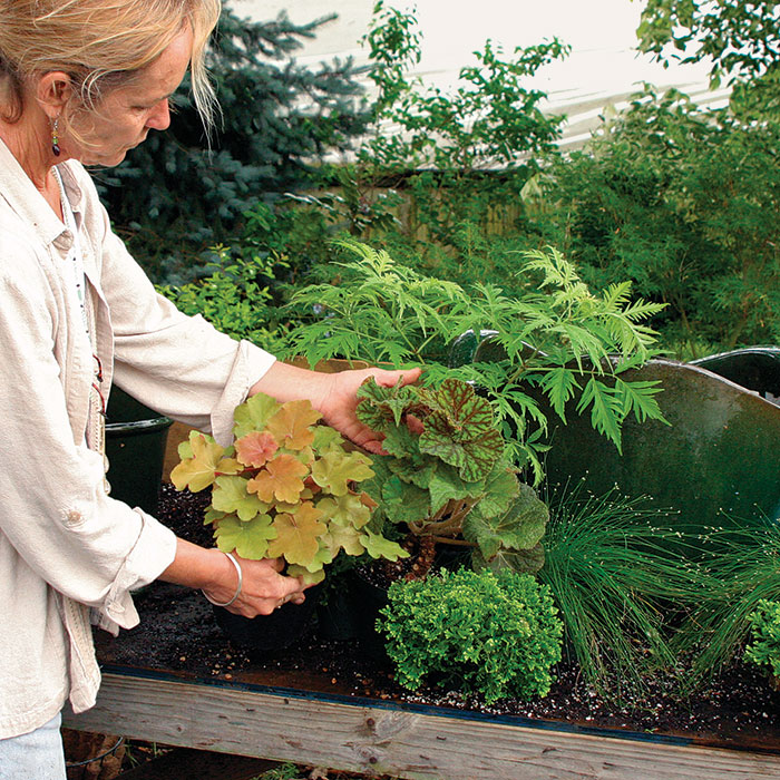 6 Beautiful Pollinator Container-Garden Designs - FineGardening