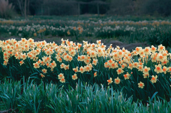 Daffodils in a field