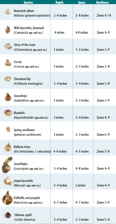 chart of best spring-flowering bulbs for naturalizing