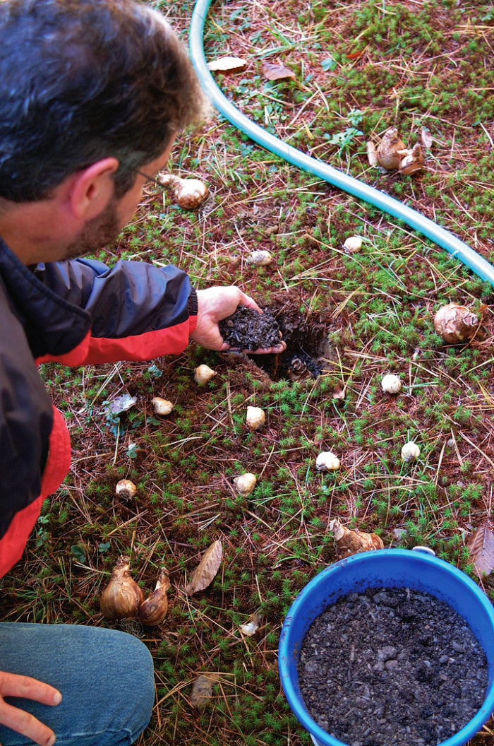 How to Plant Spring Bulbs so They Appear Natural