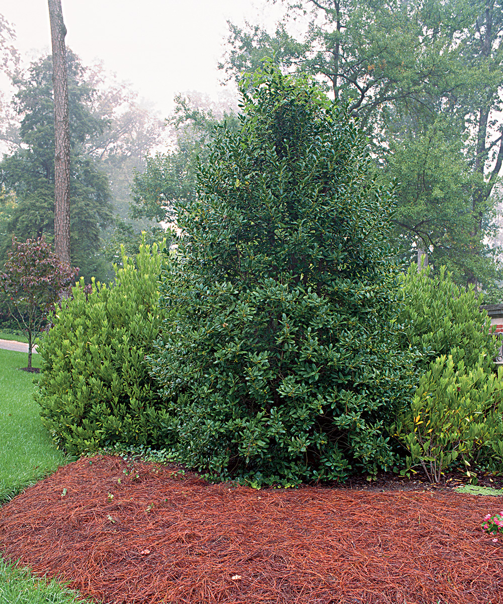 Image of Holly garden shrub evergreen