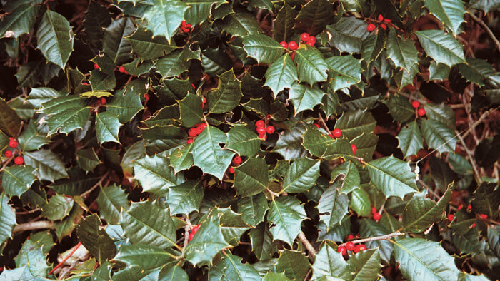 evergreen holly