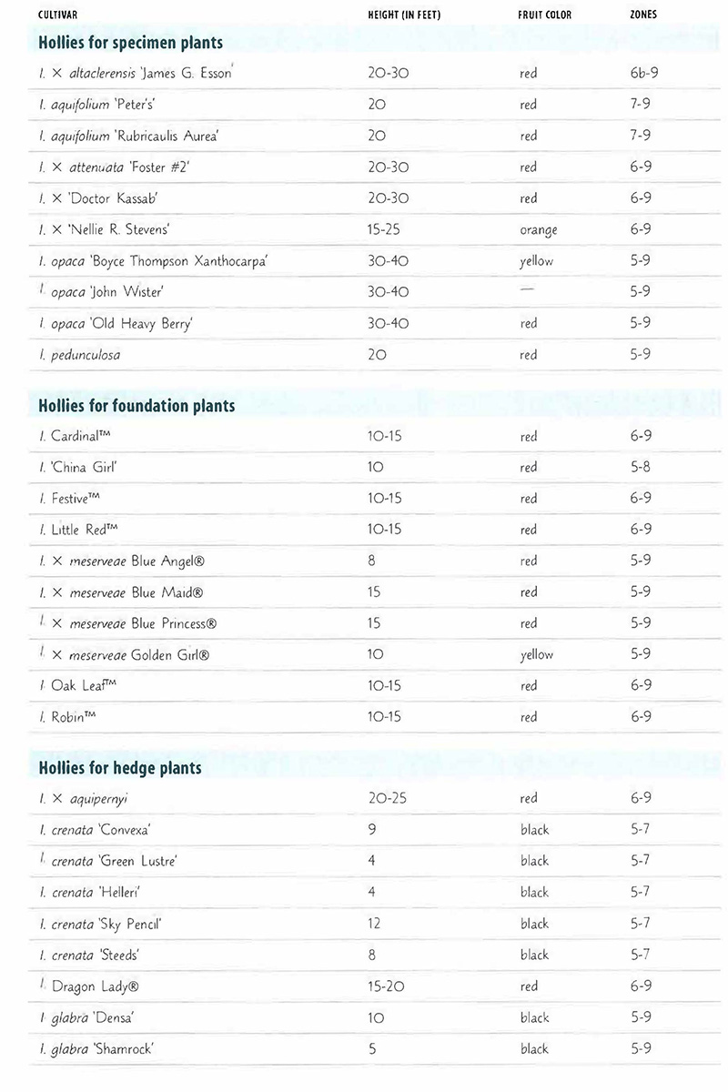 best evergreen hollies chart