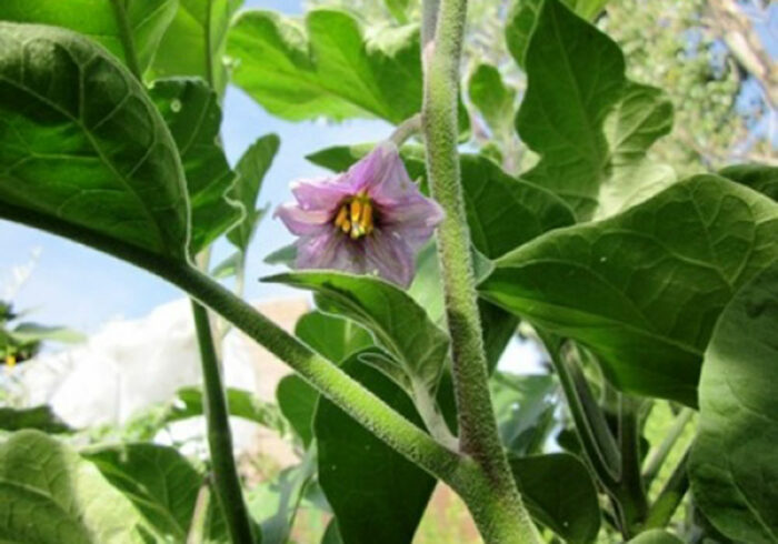 How to Grow Eggplant in a Container